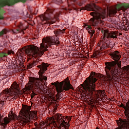 Гейхера Palace Purple