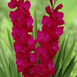 Гладиолус Plum Tart