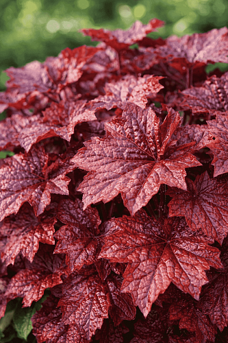 Гейхера Palace Purple