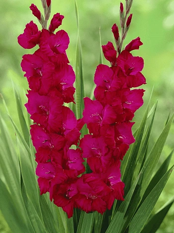 Гладиолус Plum Tart