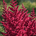 Астильба китайская Cardinal