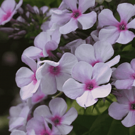 Флокс метельчатый Чароитовая крошка