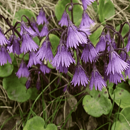 Сольданелла Горная