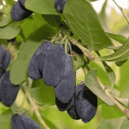 Жимолость плодовая Московская 23