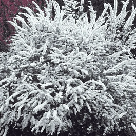 Спирея серая Graciosa