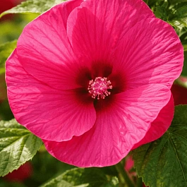 Гибискус мускусный Luna Rose