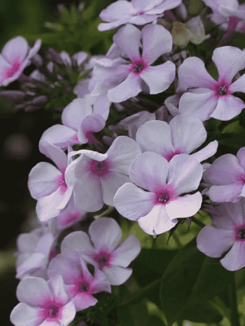 Флокс метельчатый Чароитовая крошка