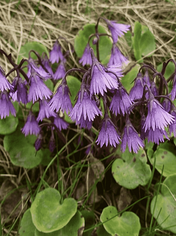 Сольданелла Горная