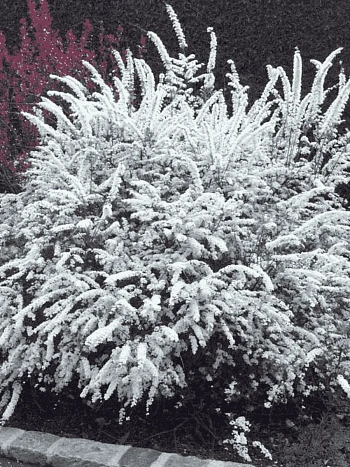 Спирея серая Graciosa