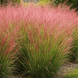Просо прутьевидное Shenandoah