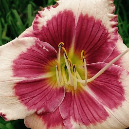 Лилейник Hello Screamer