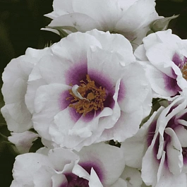 Роза Гибридная Eyes for you