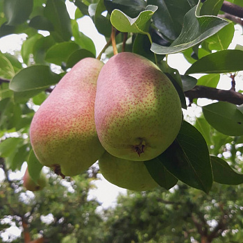 Груша плодовая Любимица Клаппа