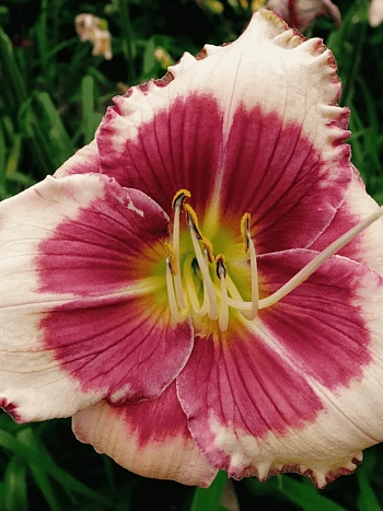 Лилейник Hello Screamer