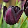 Тюльпан Cafe Noir