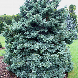 Кипарисовик горохоплодный Бульвар