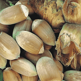 Фундук обыкновенный Webba Cenny