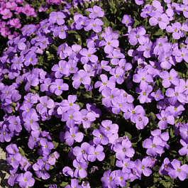 Аубриета Regado Blue White Bicolour