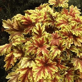 Гейхерелла Golden Zebra