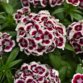Гвоздика бородатая Dart Red White Picotee