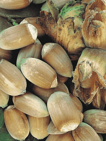 Фундук обыкновенный Webba Cenny