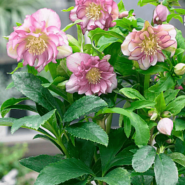 Морозник восточный Double Ellen Pink