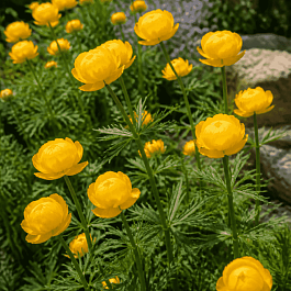 Купальница китайская Golden Queen