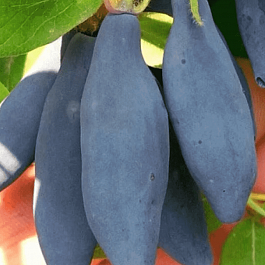 Жимолость плодовая Княгиня