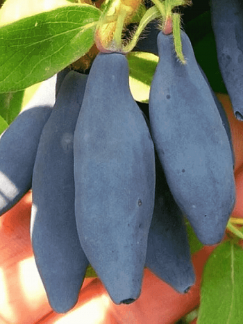 Жимолость плодовая Княгиня