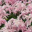 Астильба Арендса Fireworks Pink