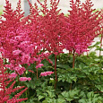 Астильба китайская Chocolate Cupcake