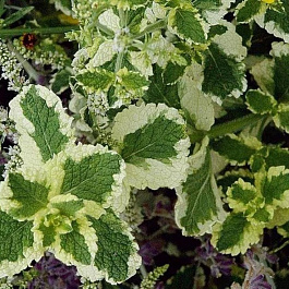 Мята Пинедо