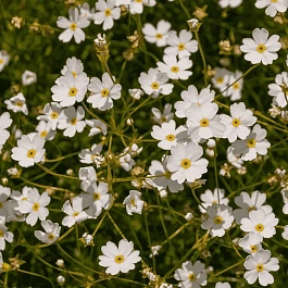 Проломник северный Stardust