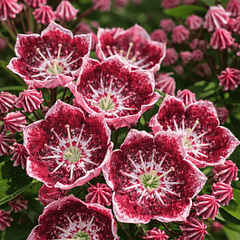 Кальмия широколистная Tad