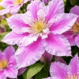 Клематис Serafina