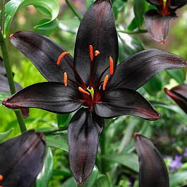 Лилия азиатская Куин ов Найт НАБОР 2ШТ (2+2) Лилия азиатская Куин ов Найт НАБОР 2ШТ (2+2)