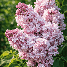 Сирень обыкновенная Милосердие