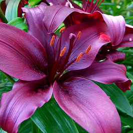 Лилия азиатская Дименшн