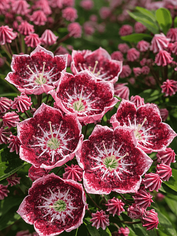 Кальмия широколистная Tad