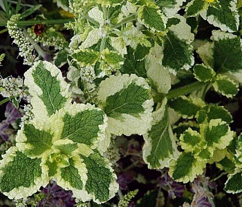 Мята Пинедо Мята Пинедо