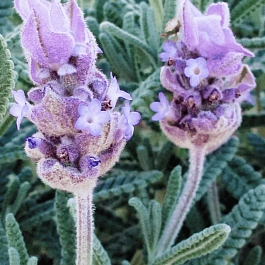 Лаванда зубчатая