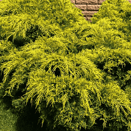 Можжевельник средний Pfitzeriana Aurea