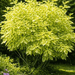 Дерен белый Spaethii