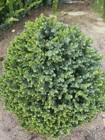 Ель ситхинская Sugar Loaf