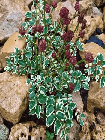 Кровохлебка лекарственная Little Angel