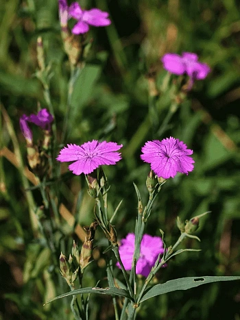 Гвоздика Фишера