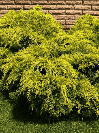 Можжевельник средний Pfitzeriana Aurea