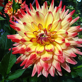 Георгина Кактусовая Мерлуза