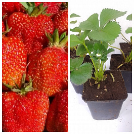 Земляника садовая Богема НАБОР 5ШТ