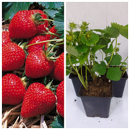 Земляника садовая Фурор НАБОР 3ШТ